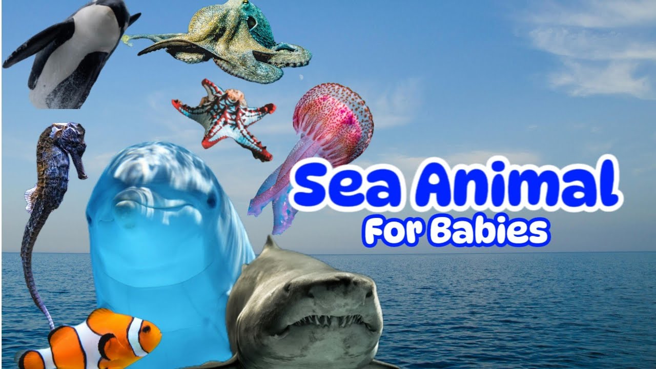 Animal Sound For Babies | Sea Animal - Dolphin, Clownfish, Starfish and ...