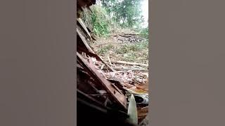 Bird trapping season 2023. bẫy chim héc đẳng cấp