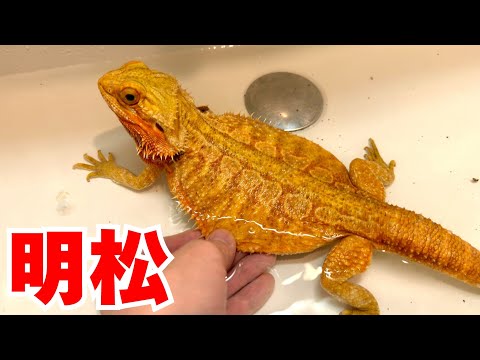 I gave my bearded dragon a hot bath after a long time - YouTube