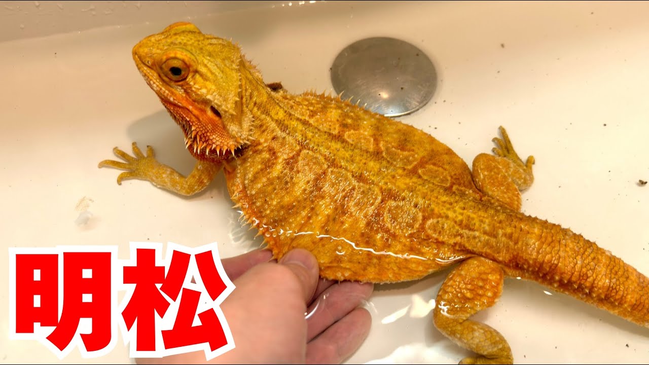 フトアゴを久しぶりに温浴させたら...