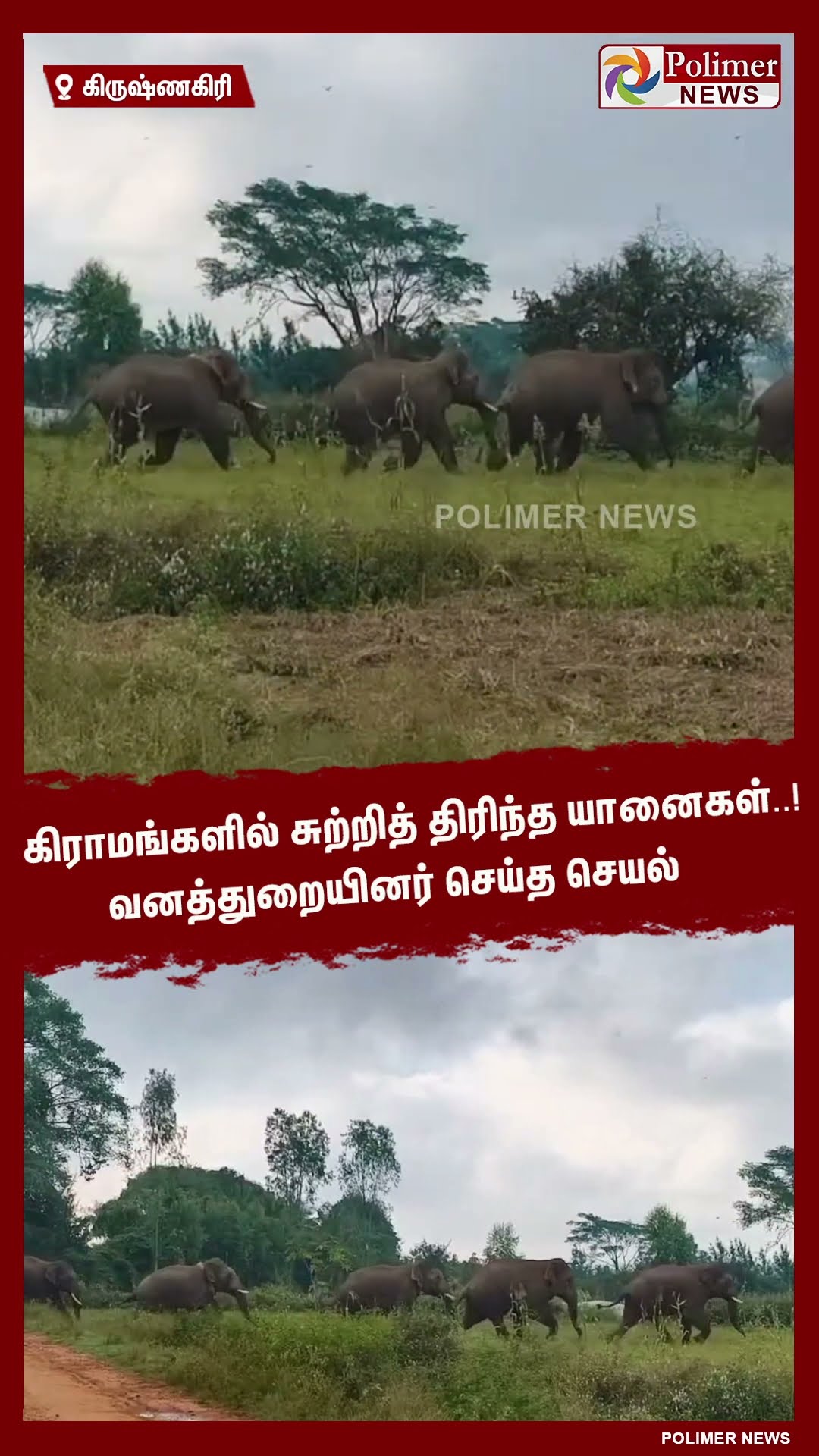 கிராமங்களில் சுற்றித் திரிந்த யானைகள்..! வனத்துறையினர் செய்த செயல் #shorts
