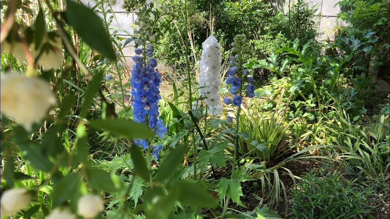 デルフィニウム　イングリッシュガーデン（初春~晩春）支柱　花期　わき芽