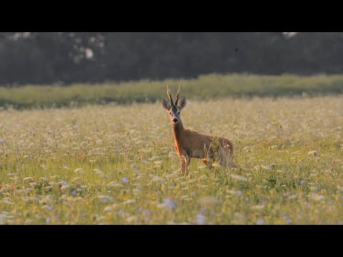 M5 TV – Vadvilág - Az őznász alkonyán... – 2021/32. adás – 2021.08.07.