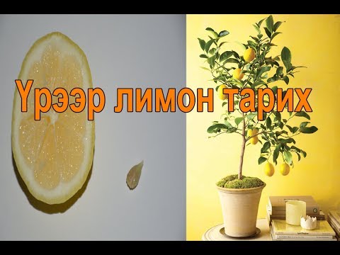 Видео: Та Trillium үрийг хэрхэн тарих вэ?