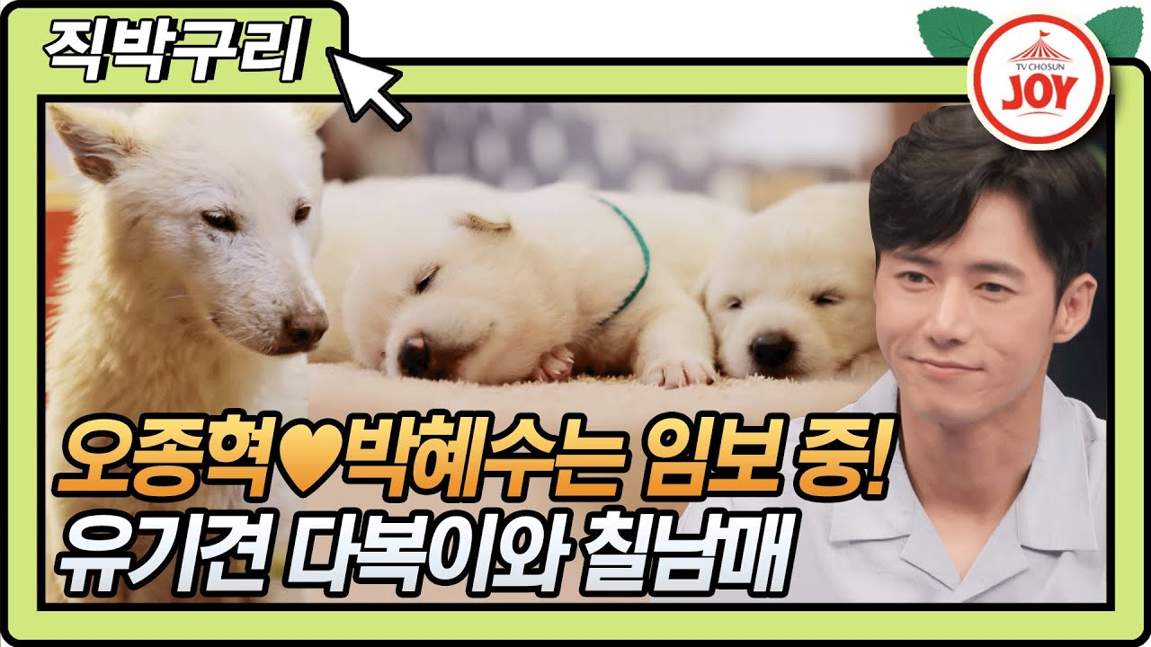 [직박구리] 오종혁♥박혜수 부부는 유기견 임보 중⁉️ 사랑스러운 다복이와 칠남매 보러오세요!! #와카남 #TV조선조이 #TVCHOSUNJOY (TV CHOSUN 210720 방송)