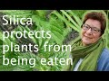 Prof Sue Hartley - Silicon in plants: crop protection & climate change mitigation