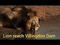 Asiaticlion city junagadh  lionking roaming villingdon dam wildlife girnar girindiafilms