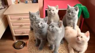 игривые классные котята игривые классные котята