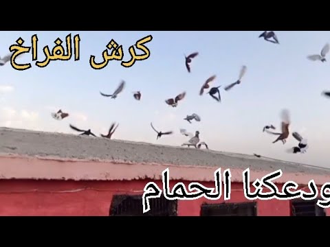كرش الفراخ اليوم بلشنا نكرش الفراخ دوسو بنزين و نزل عنا امغبر