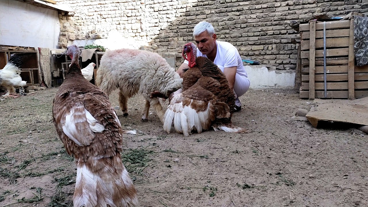 تزاوج الديك الرومي او الفسيفس بس الطلي🐏 ما يقبل🤣