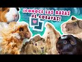 🐹 ¡Guía de RAZAS de COBAYAS! 📚 Características y cuidados 🌈 Pelo corto, largo, calvas y satinadas