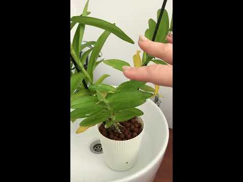 Βίντεο: Mealybug: πώς να αντιμετωπίσετε τα φυτά εσωτερικού χώρου, φωτογραφία