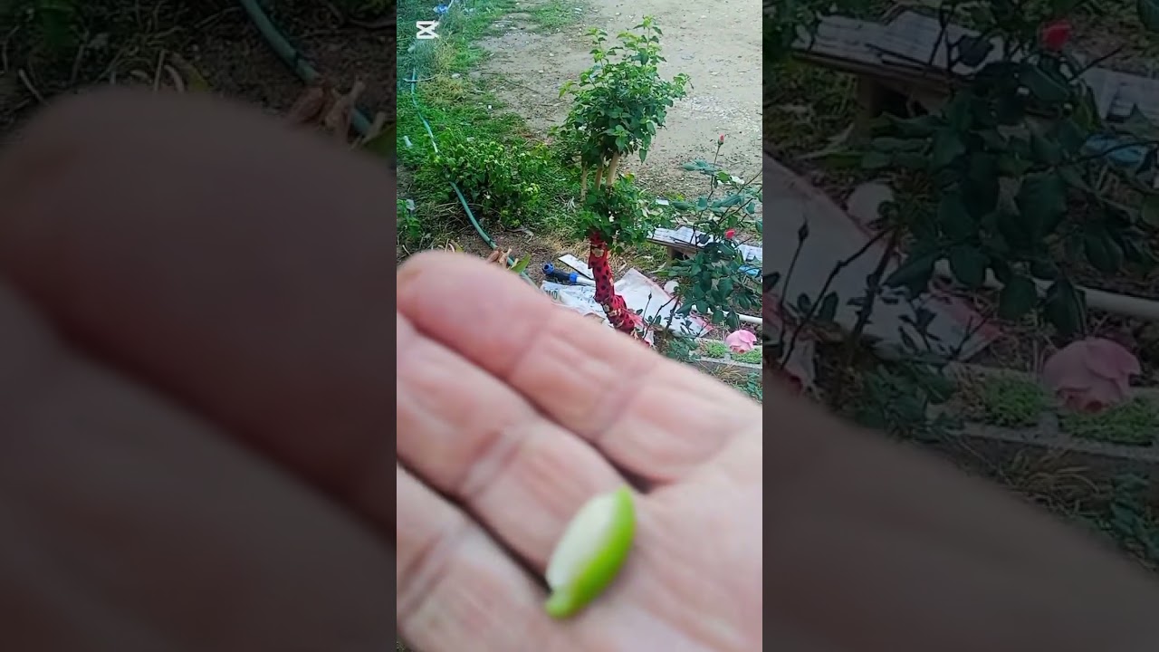 تطعيم السدر 