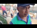 Update "Harga Domba Pasar Pleret Istimewa" #domba #dombalokal #ternak #pedagangdomba #sheep #short