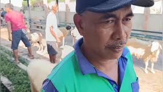 Update "Harga Domba Pasar Pleret Istimewa" #domba #dombalokal #ternak #pedagangdomba #sheep #short