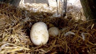 Mother Goose Adopts Some Eggs | Farm Raised With P. Allen Smith