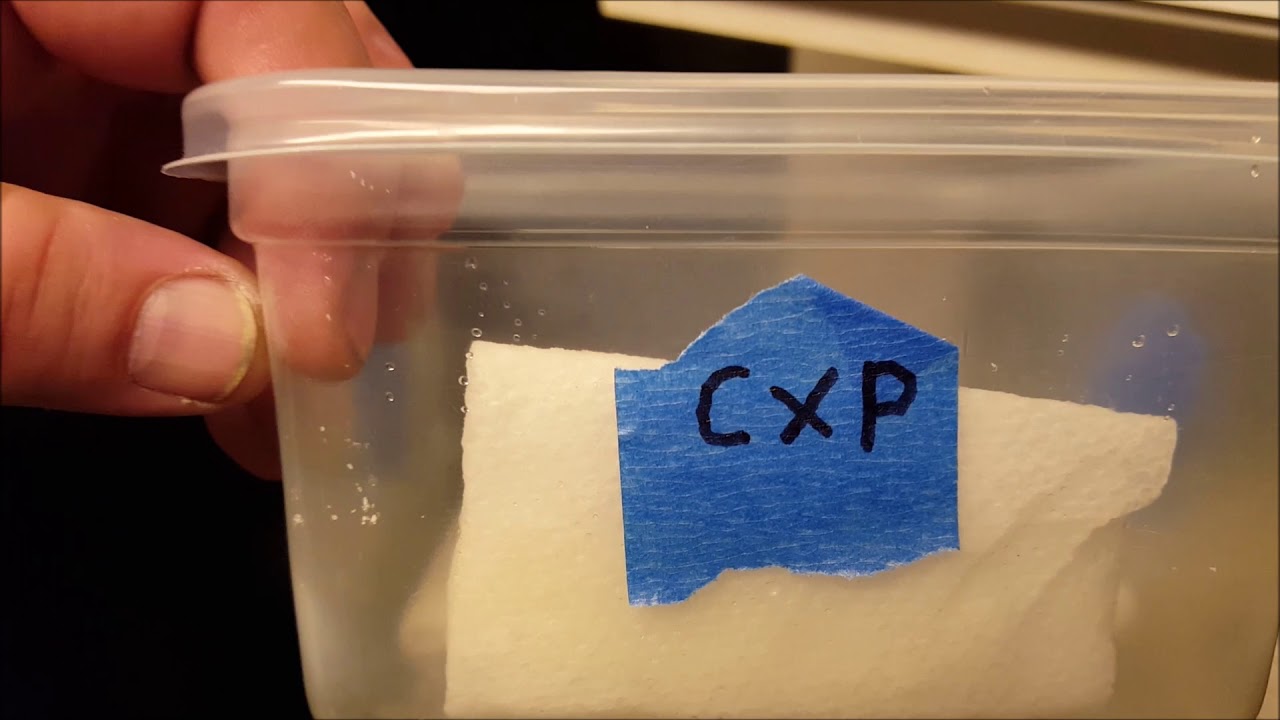 Brandy Wine , Cake Bomb , Chem 4 x Platinum part 1