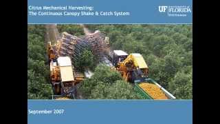 Continuous Canopy Shake And Catch Systems For Mechanically Harvesting Citrus In Fl