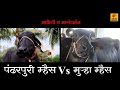 दुग्ध व्यवसायासाठी कोणती म्हैस योग्य ठरते ! माहिती व मार्गदर्शन | Buffalo Dairy farming Maharashtra