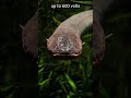 What if your body was a power plant? | Electric Eel | S01 065 | Remarkable Fish