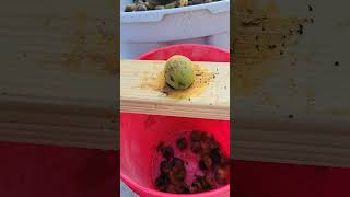 Deshelling a black walnut using a 2 by 4! #blackwalnut #tractorsupply #fall2023