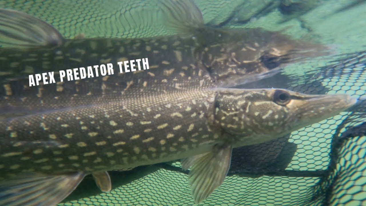 Fly fishing for Northern Pike in a Vermont lake (PS they have sharp(04)