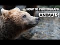 How To Photograph Animals in the Zoo, Safari or Reserve | Tutorial Tuesday