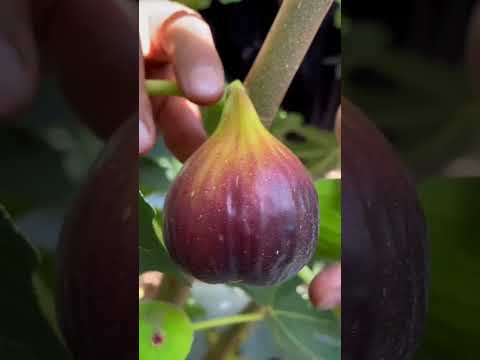 و الت ين و الز ي ت ون و ط ور س ين ين و ه ذ ا ال ب ل د ال أ م ين الشيخ محمد صديق المنشاوي