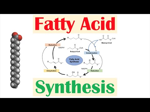 फैटी एसिड संश्लेषण मार्ग: अवलोकन, एंजाइम और विनियमन