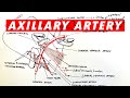 Anatomy - Axillary artery branches