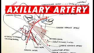 Anatomy - Axillary artery branches