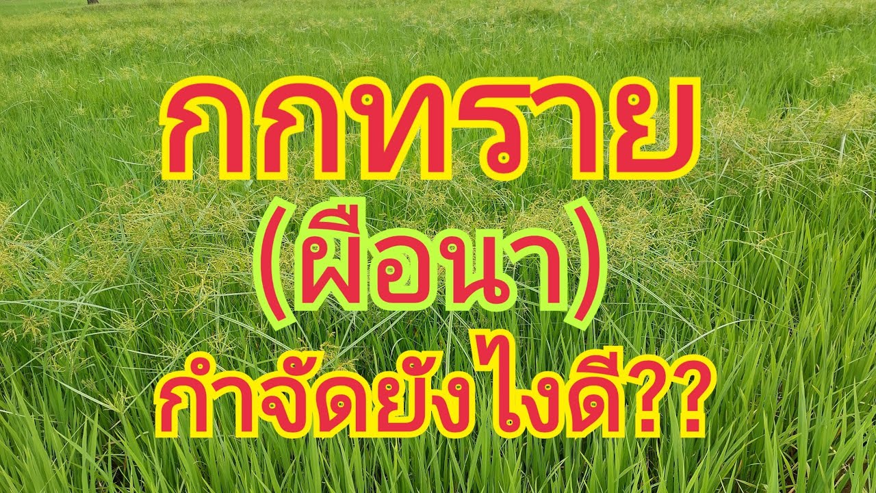 กกทราย/ผือนา..ในนาข้าว   กำจัดยังไงดี ??  ที่นี่..มีคำตอบ 🌿🌾 สนใจผลิตภัณฑ์ 0925164252  0899428684