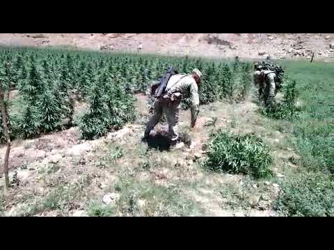 SEDENA y FAM localizaron y destruyeron 6 plantíos de marihuana en Durango