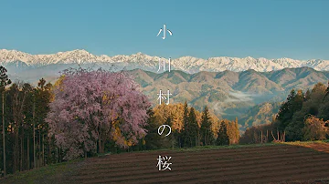 【日本で最も美しい村】小川村の桜 : Walking Around Ogawa Village（Nagano, Japan）
