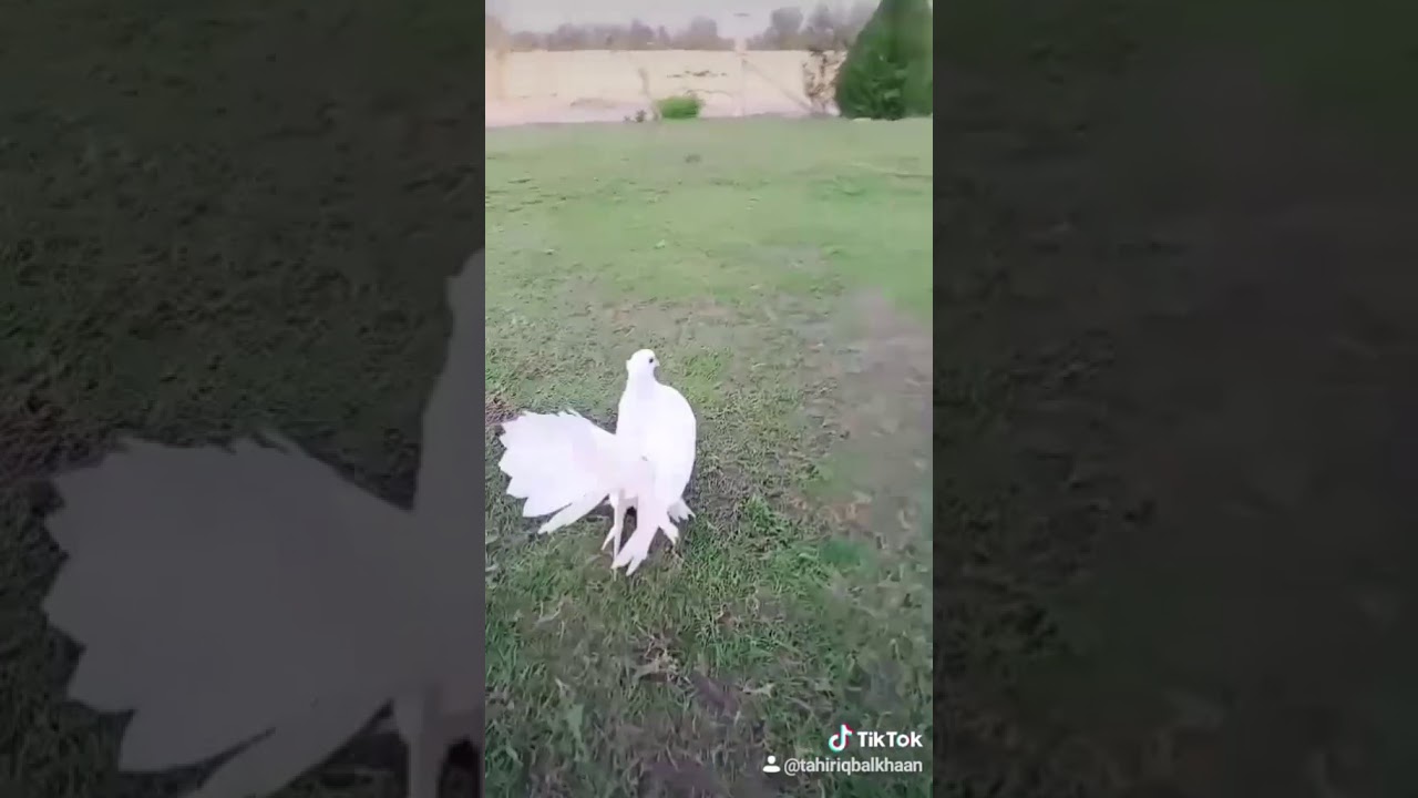 Most Beautiful pigeon 