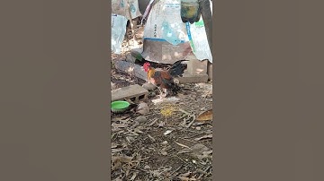 mã lại🐓#gàrừngtaitrắng #thứcgàrừng86 #gàrừngrặc