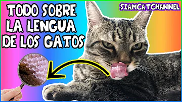 ¿Están limpias las lenguas de los gatos?