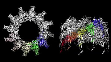 Sheath contraction in a bacterial type VI secretion system