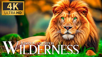 Kingdom Expedition Wilderness 4K 🦁 Exploring Relaxing Beautiful Nature Videos with Calm Piano Music