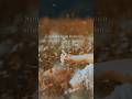 Prelude to Tranquility (Visual Journey) - a gentle passage through nature’s silence and inner calm