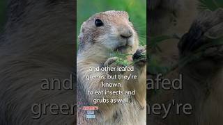Prairie Dogs Eating - Diet Facts