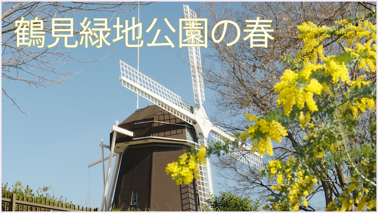 ★マグザム現行★美車★人気の黒★鶴見緑地公園北側★ 早春のお花見散歩（鶴見緑地公園・2026年）｜Coo@のブログ｜Coo@の