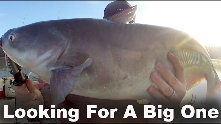 Fishing for MONSTER CATFISH!