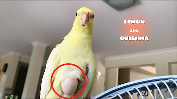 My Male Bird Laid an Egg?