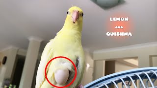 My Male Bird Laid an Egg? screenshot 4