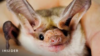 This Bat Eats Scorpions And Lizards, And Just Got A Place In California History | Insider News