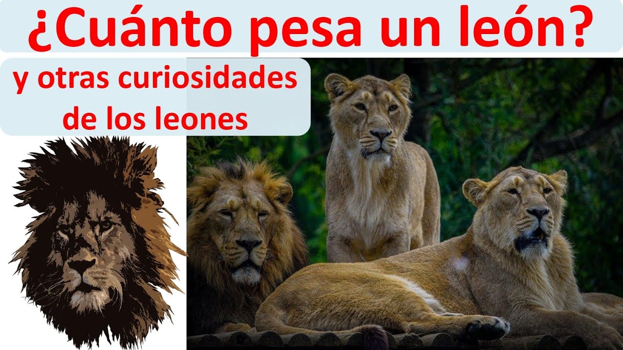 Cuanto Llega A Pesar Un Leon