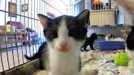 Foster Kitten Program Reaches 500th Kitten!