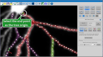 Neurolucida 360: How to edit trees in 3D (v.2017+)
