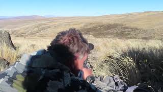 red stag  Hunting with New Zealand Safaris